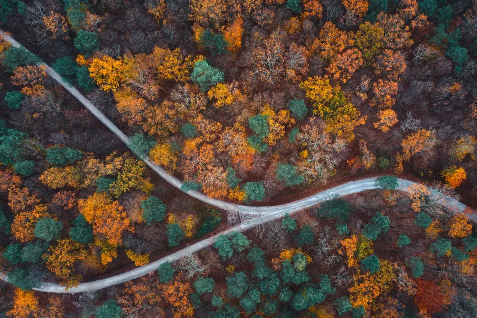 Aerial view on country road through the mixed forest in autumn colours