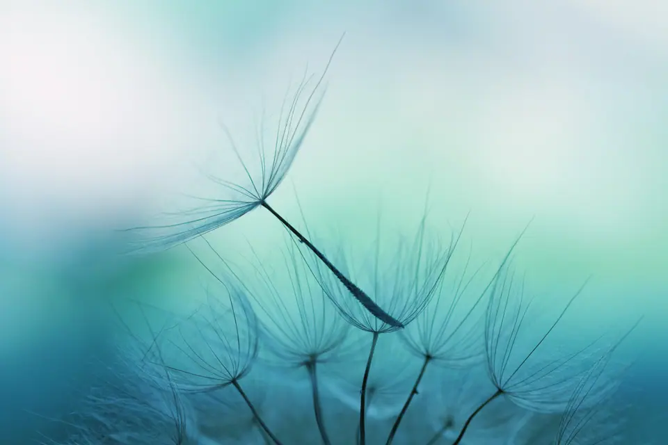 Dandelion seed, shallow focus