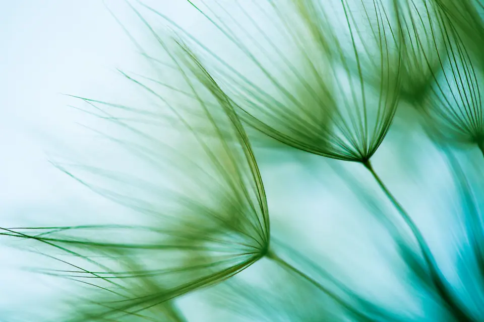 Macro dandelion seed