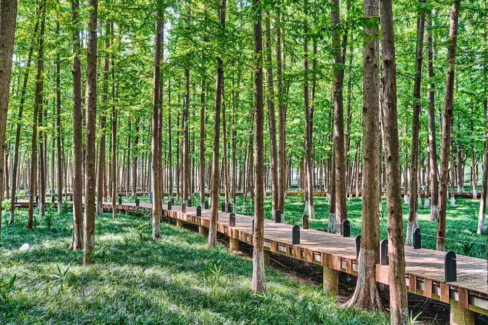 Wooden footpath in the forest