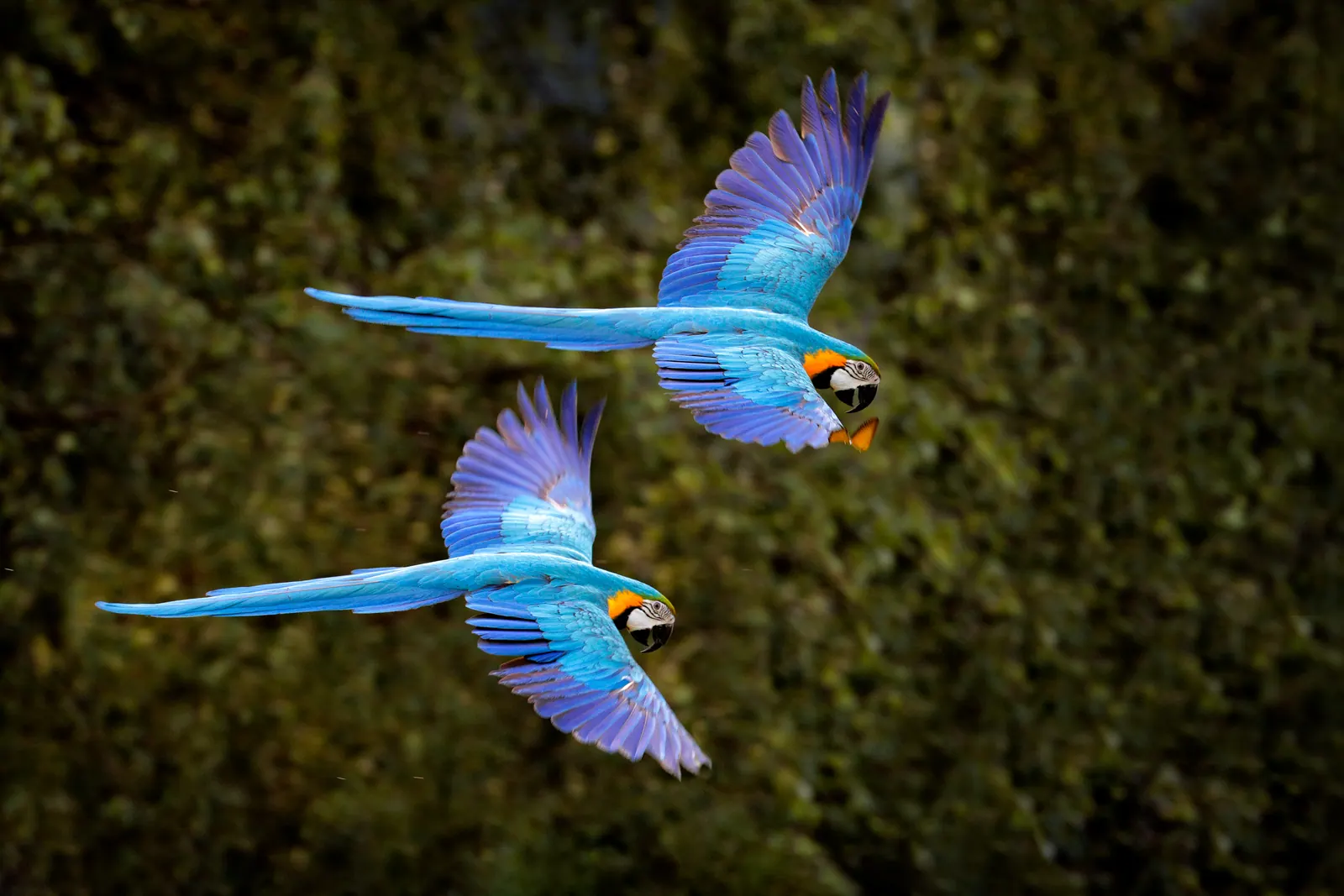 Two blue and yellow macaws in flight