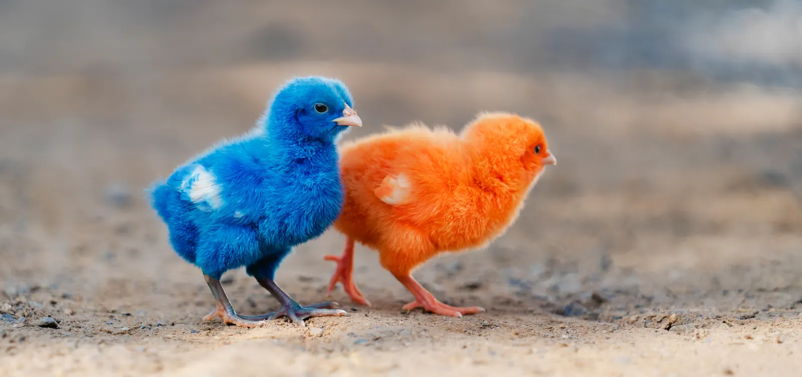 Blue and orange birds representing AI agent interaction and testing