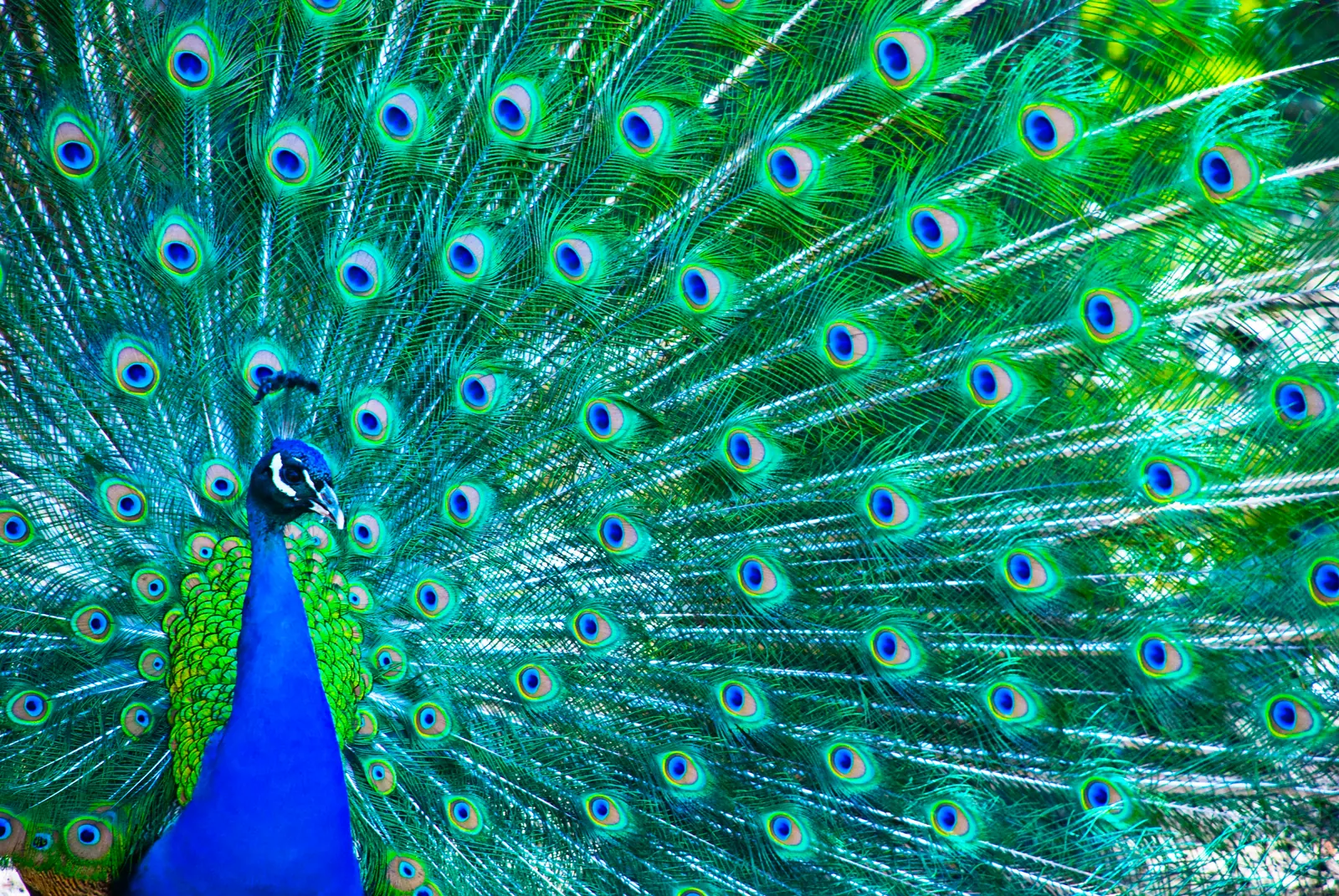 Green and blue peacock feathers fanned out