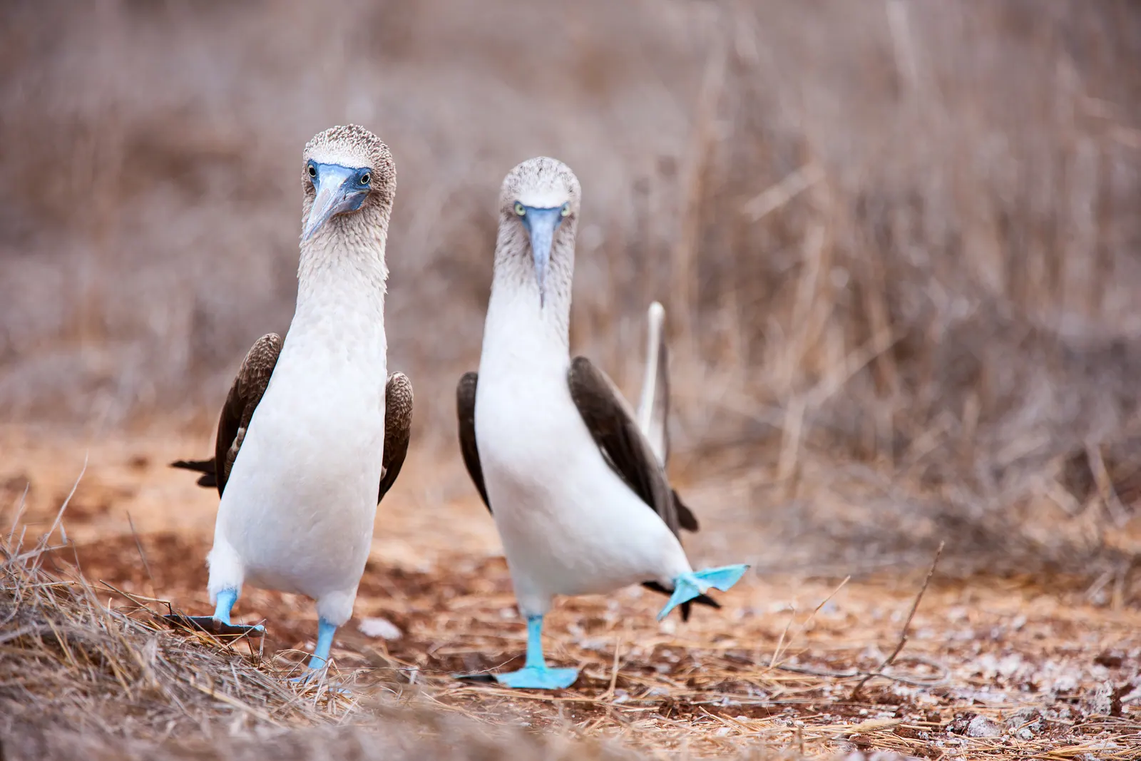 Two blue-footed seabirds standing side by side