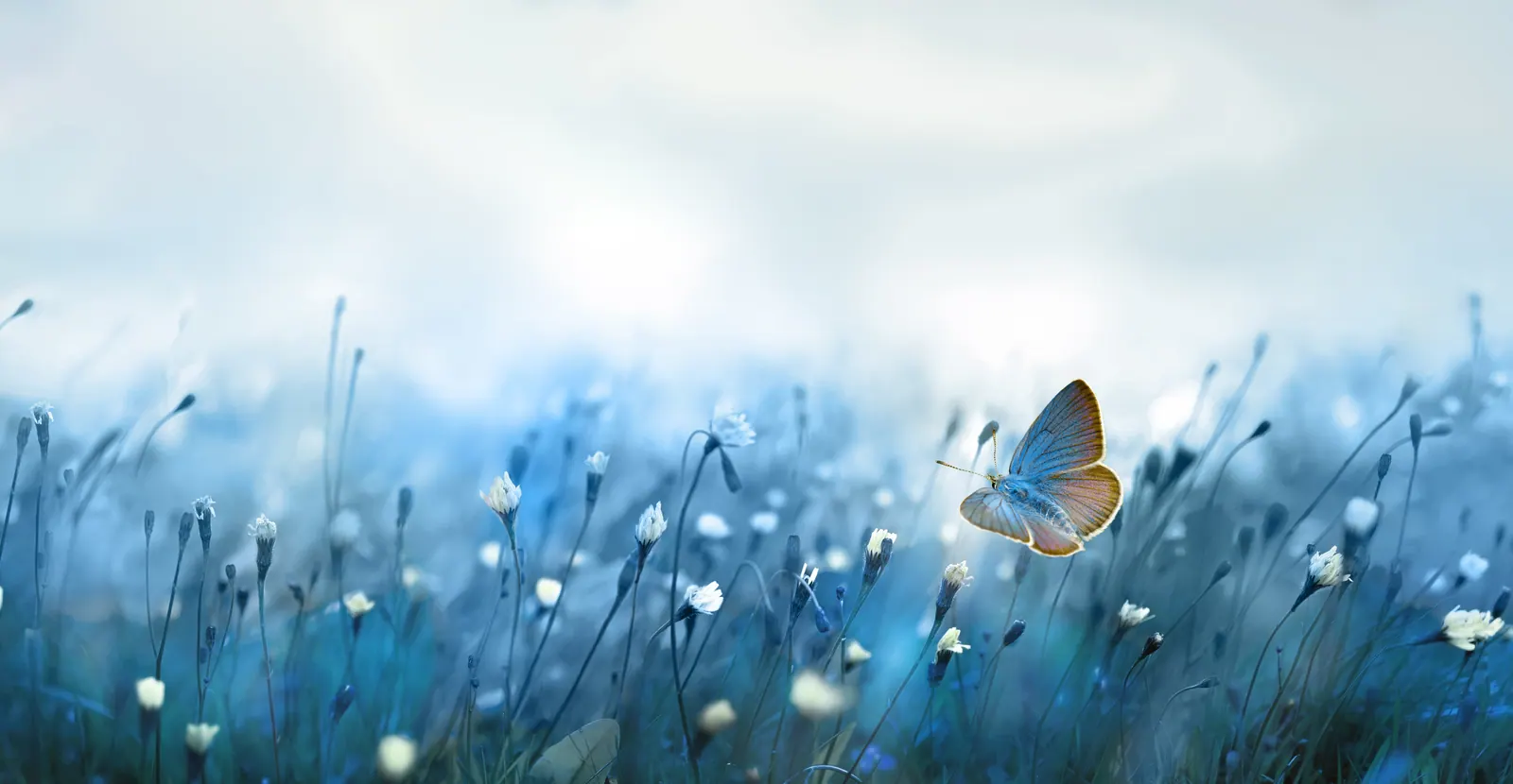 Butterfly above a blue meadow covered in dew