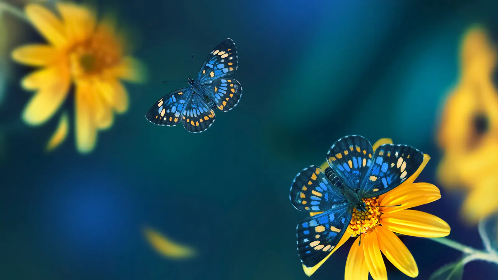 Blue butterflies beside yellow flowers