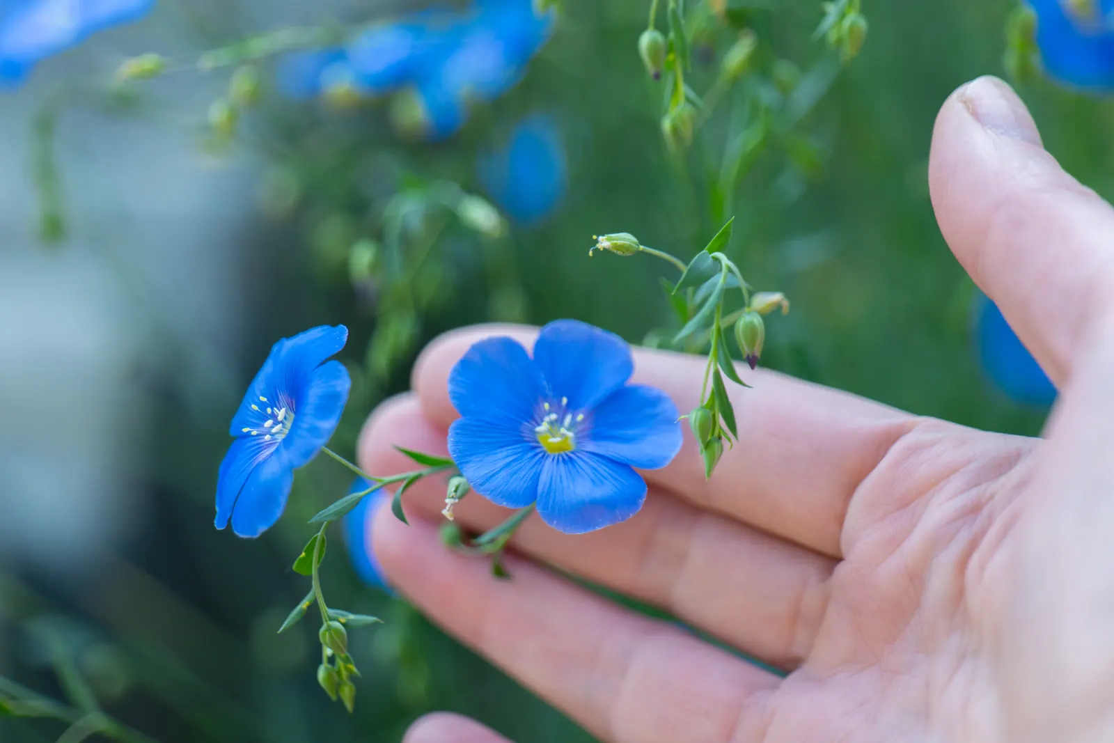 Small blue flowers resting on an open hand