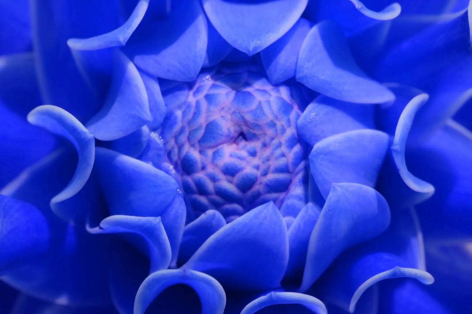 Blue flower pattern representing structured WordPress development